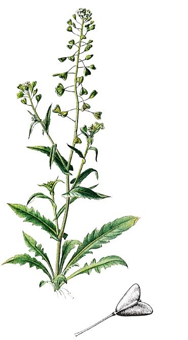 Capselle Bourse-à-Pasteur